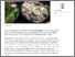 [thumbnail of Manifesto Check_ the bizarre economic creed of the Greens.pdf]