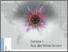 [thumbnail of 2020_ NIM_Corona_Sonderpublikation_fin.pdf]